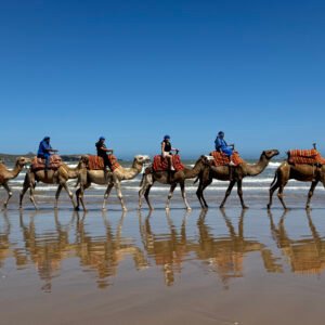 Half-Day Adventure Camel with Lunch – 4 Hours