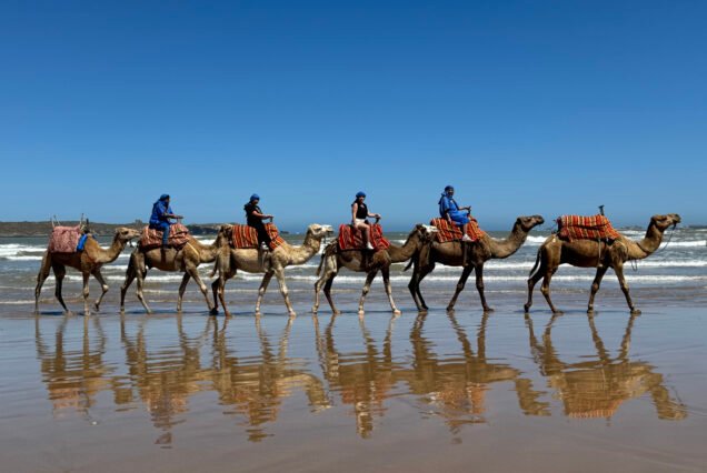 Half-Day Adventure Camel with Lunch – 4 Hours